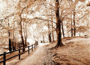 trees autumn